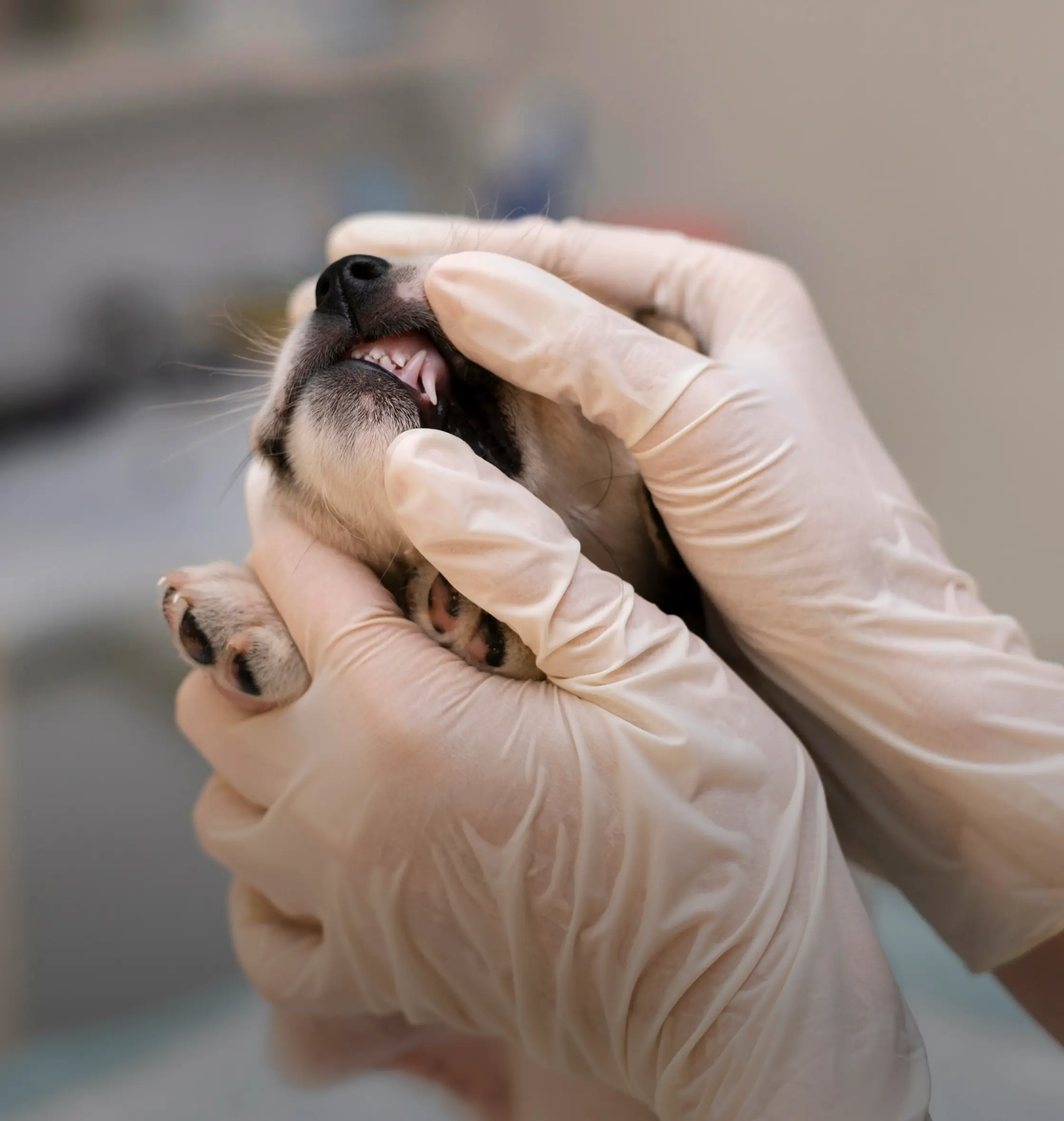 Veterinarian examining a dog's teeth