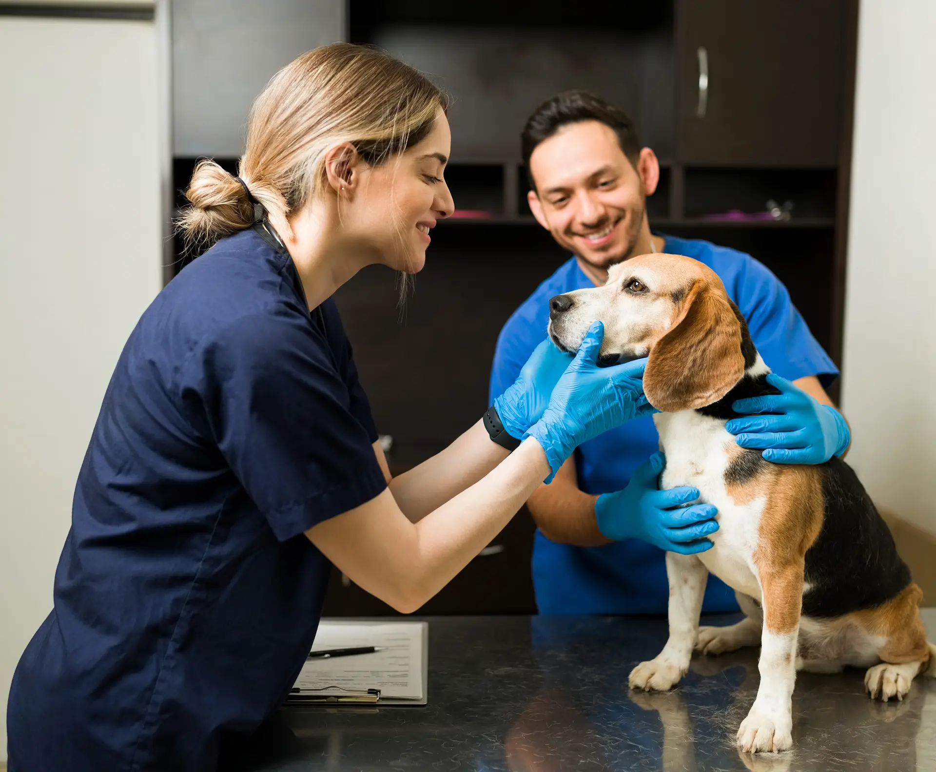 Veterinarian and assistant in blue scrubs examining a beagle on a clinic table