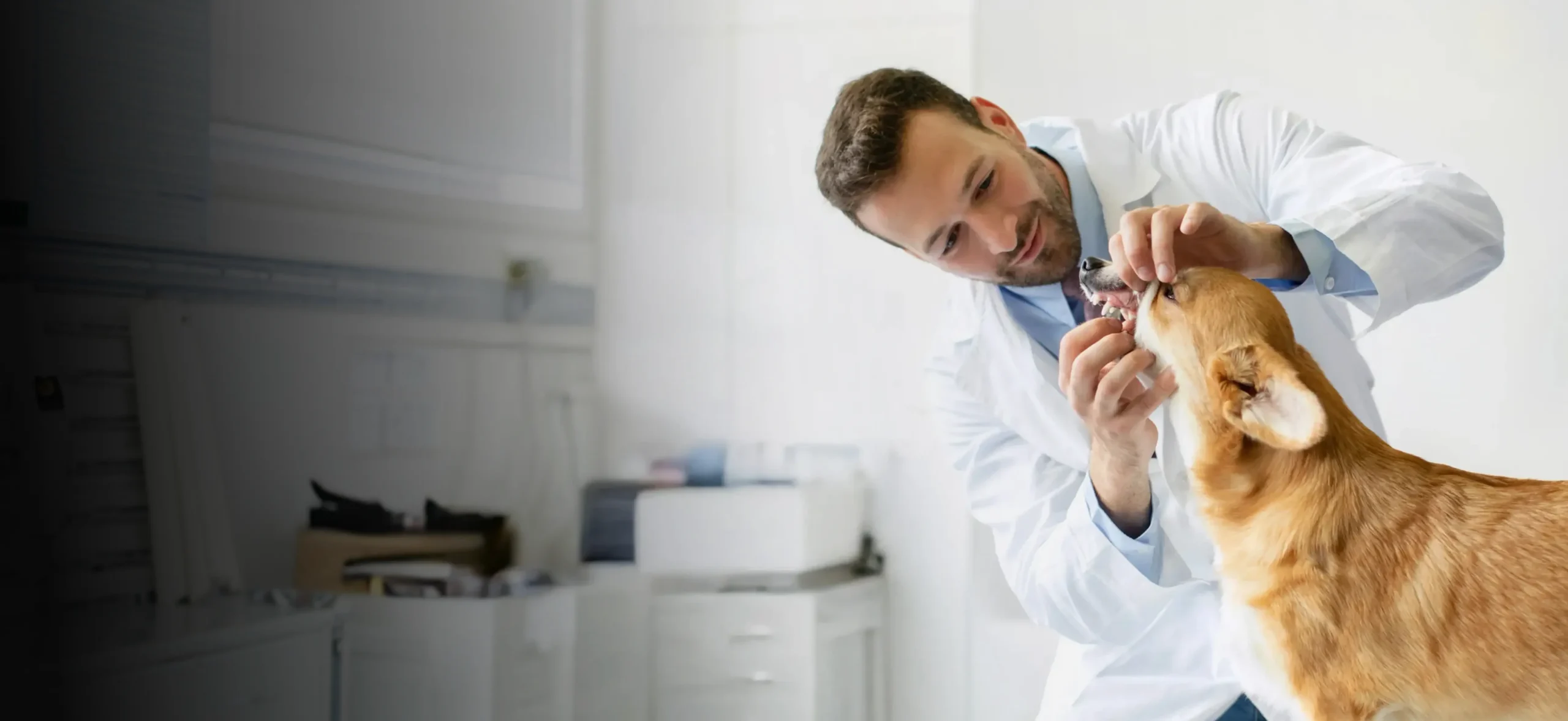 Veterinarian examining a dog in the clinic