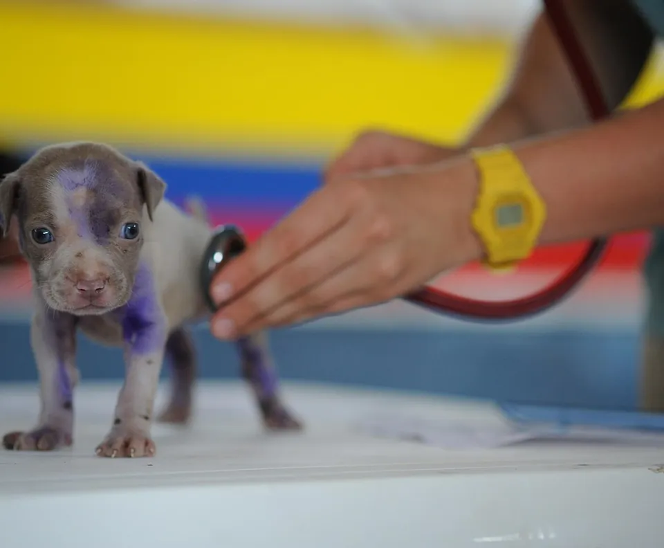 Puppy getting a checkup at the vet